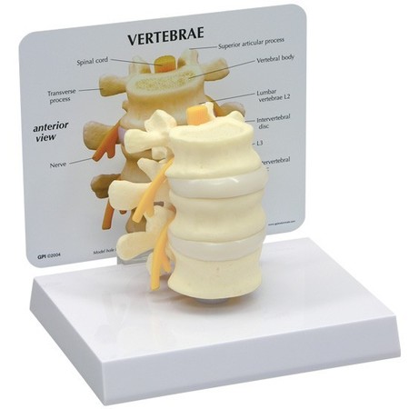 GPI ANATOMICAL Anatomical Model - 3-Piece Vertebrae 1500